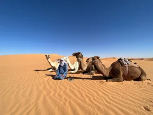 Timimoun-pastore nomade con i suoi cammelli